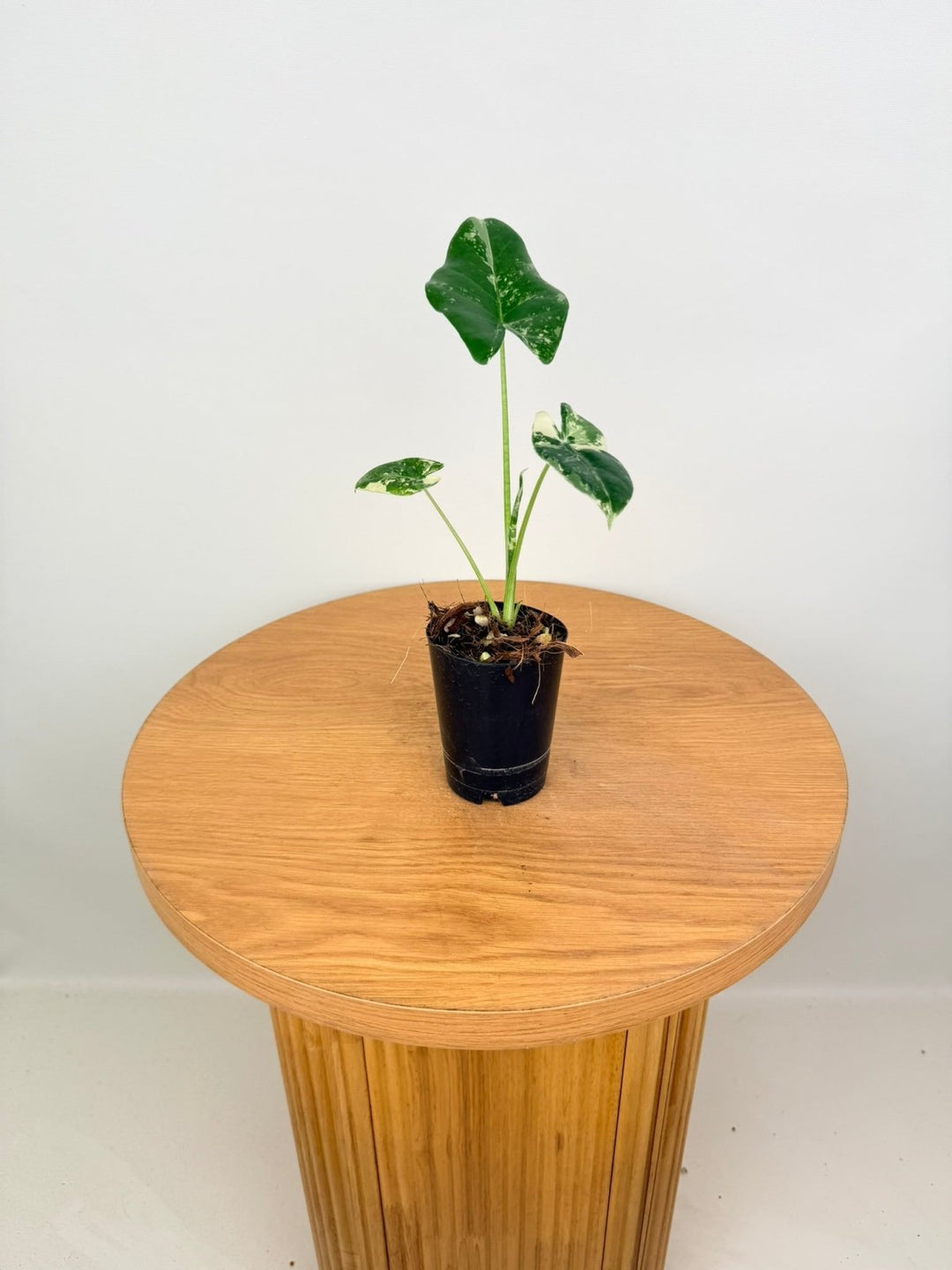 Alocasia Macrorrhizos Variegata | Uprooted