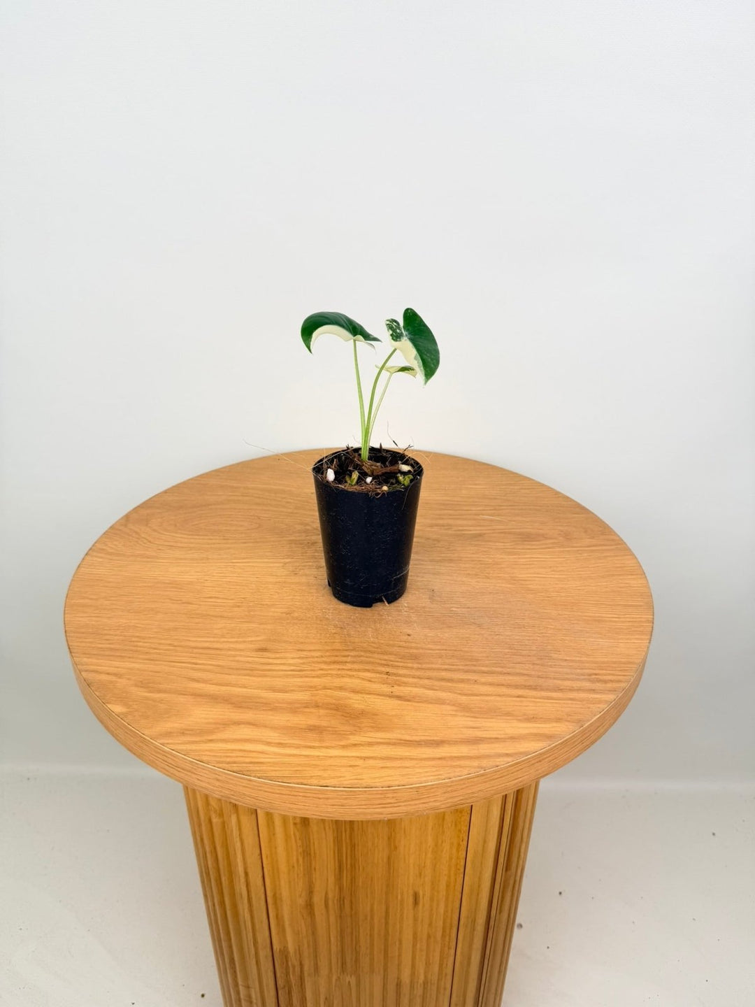 Alocasia Macrorrhizos Variegata | Uprooted