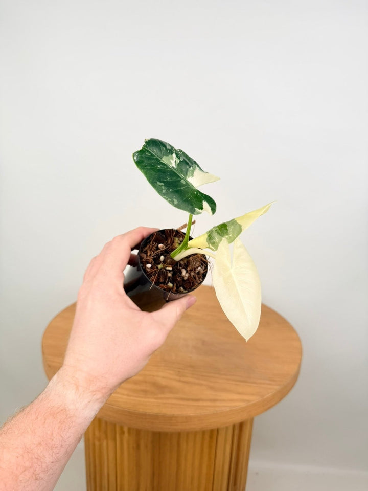 Alocasia Macrorrhizos Variegata | Uprooted