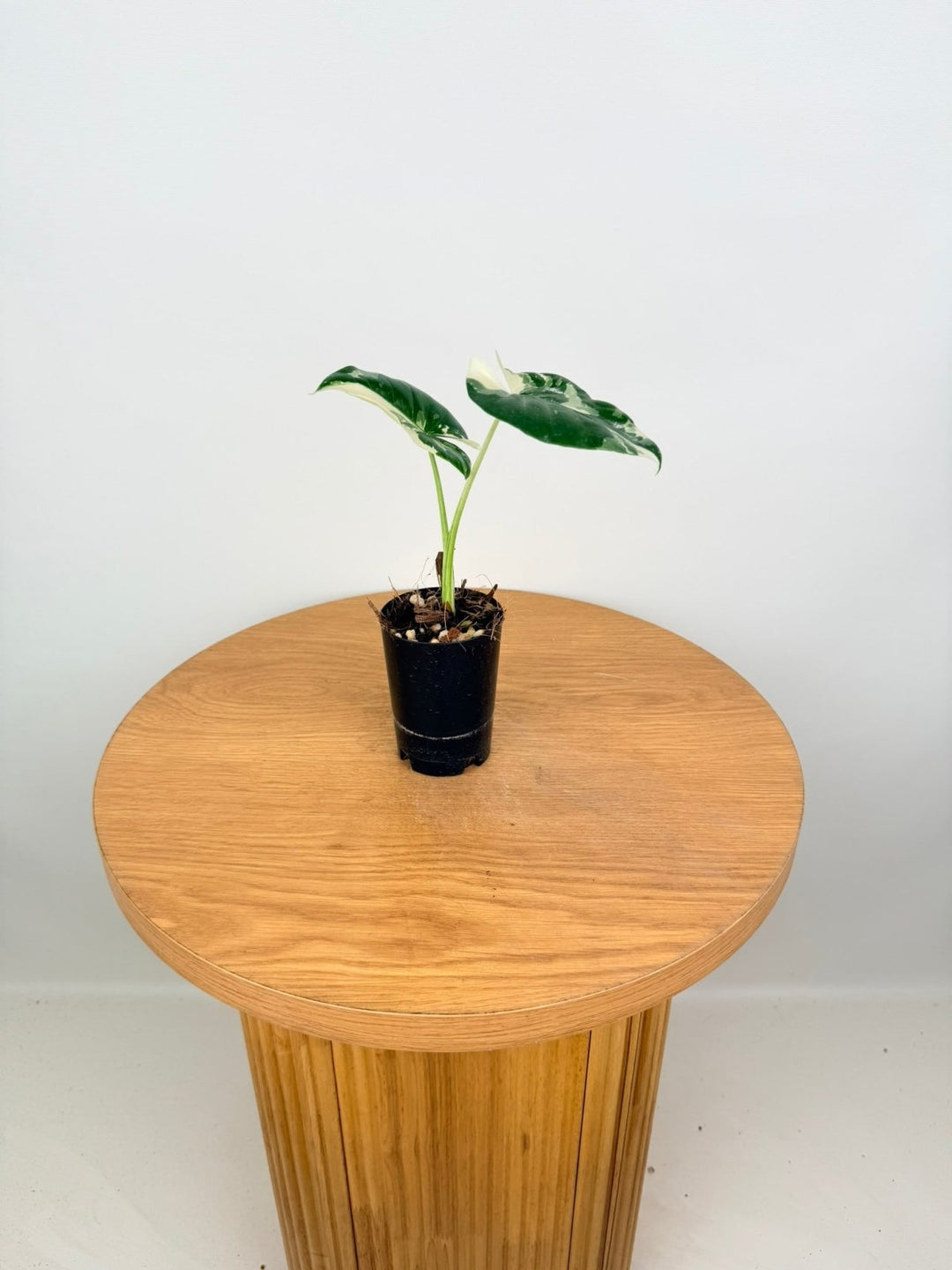 Alocasia Macrorrhizos Variegata | Uprooted