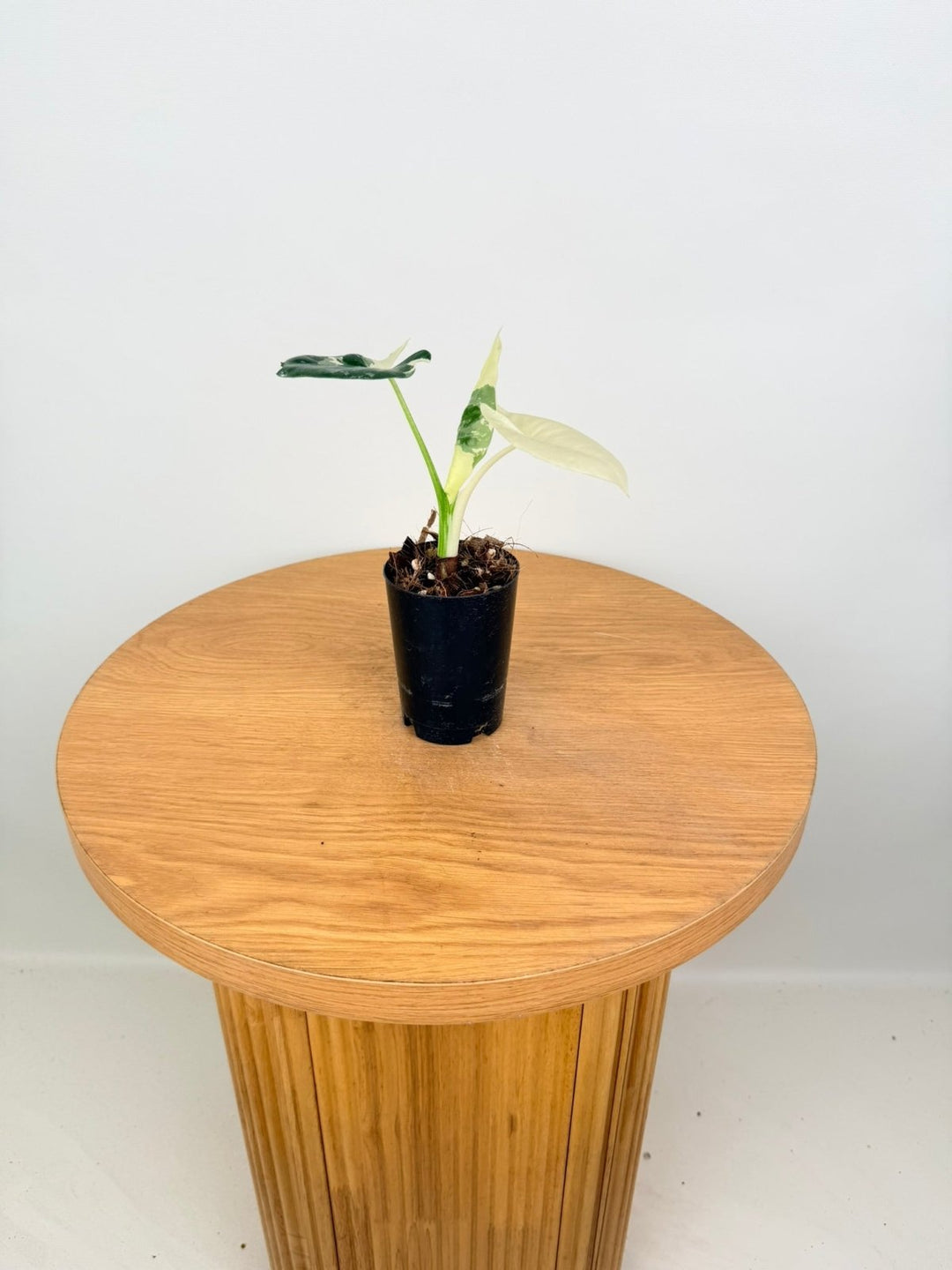 Alocasia Macrorrhizos Variegata | Uprooted