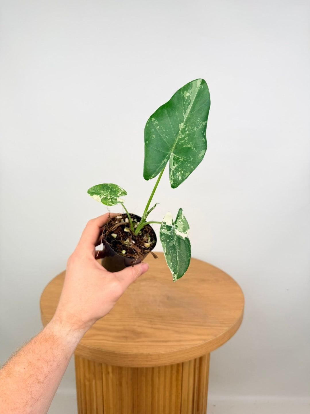 Alocasia Macrorrhizos Variegata | Uprooted
