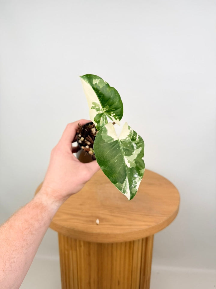 Alocasia Macrorrhizos Variegata | Uprooted