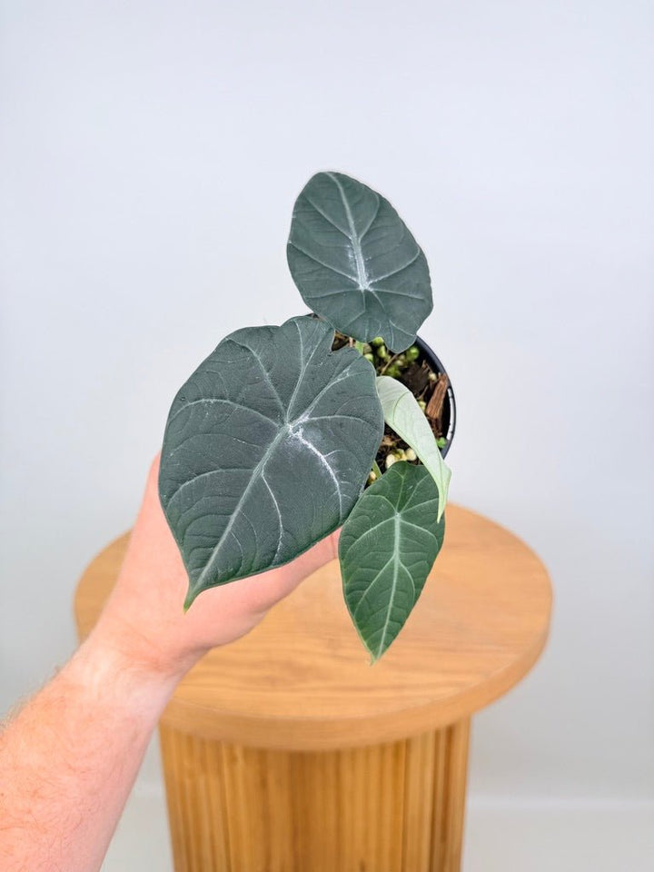Alocasia Maharani | Uprooted