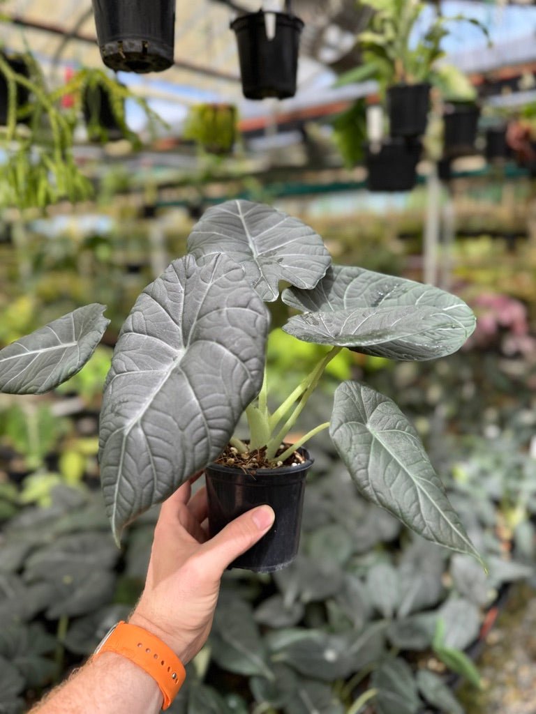 Alocasia Maharani | Uprooted