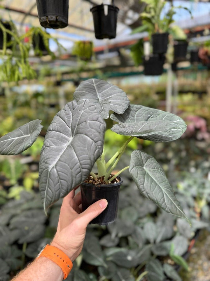 Alocasia Maharani | Uprooted