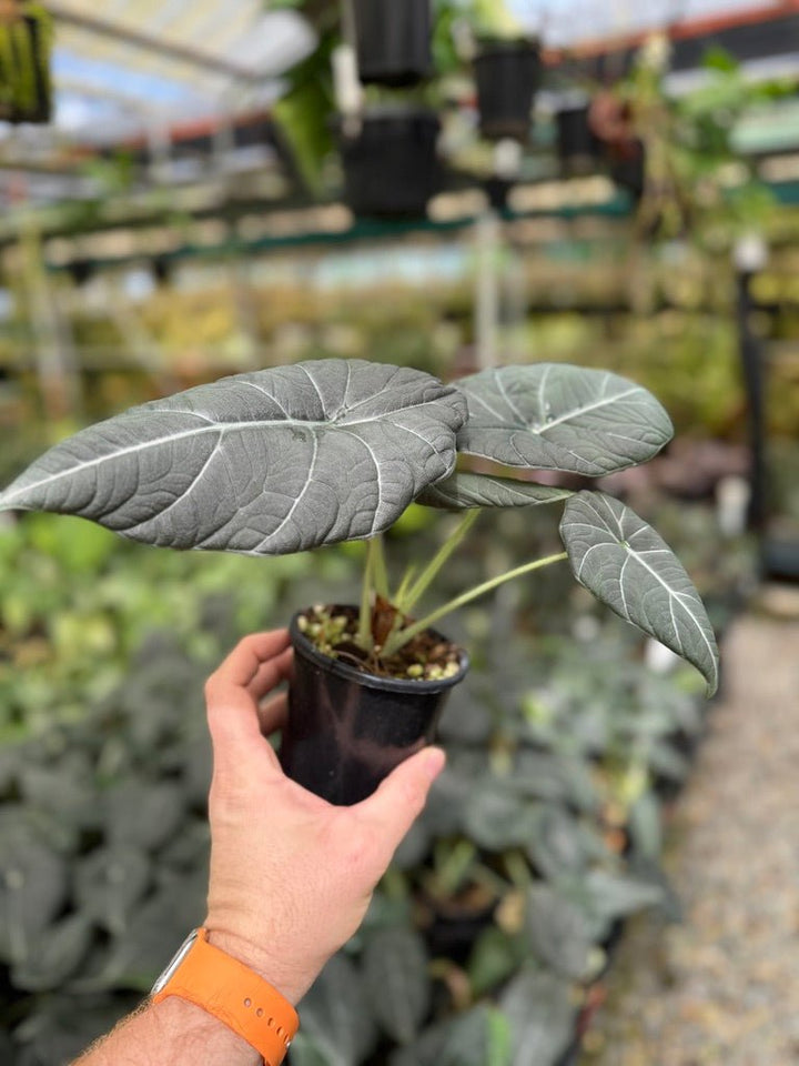 Alocasia Maharani | Uprooted