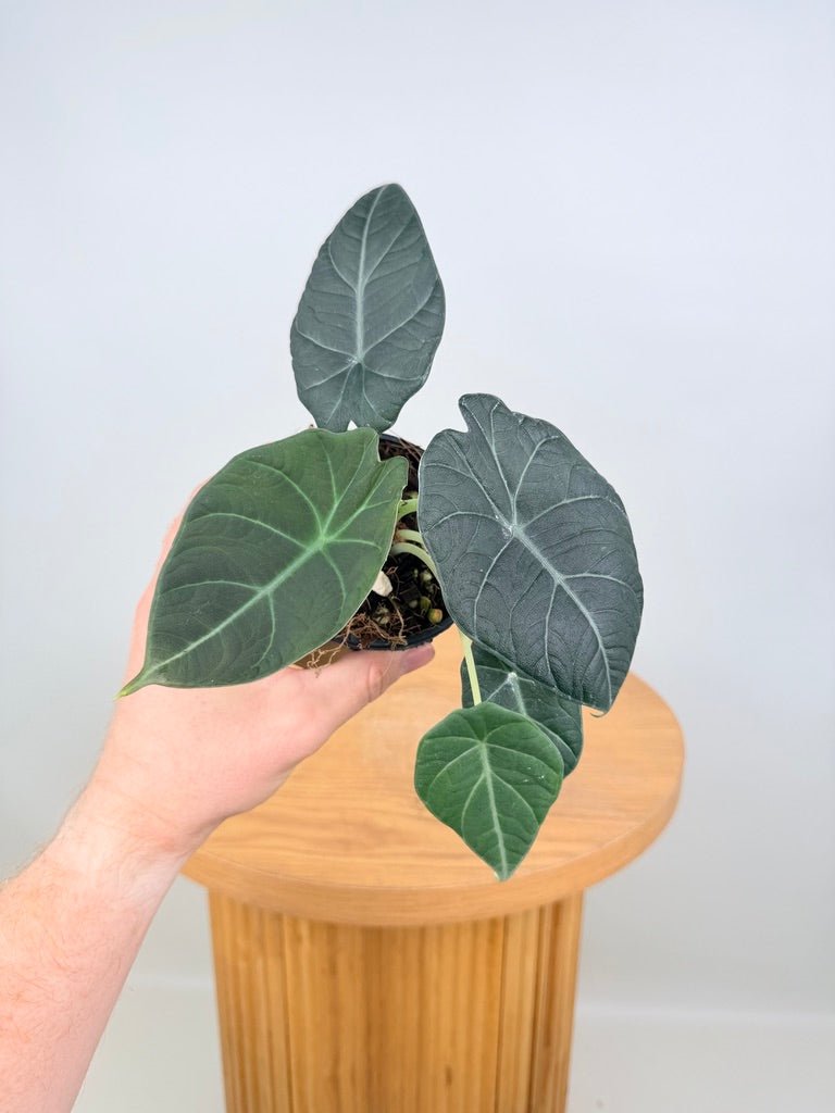 Alocasia Maharani | Uprooted