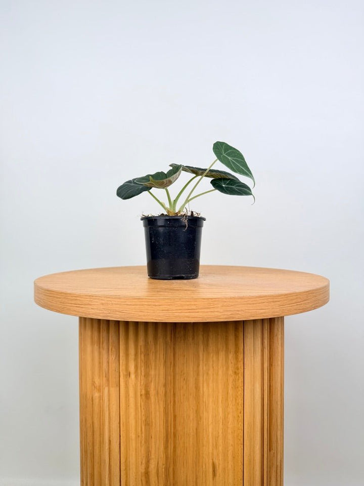 Alocasia Maharani | Uprooted