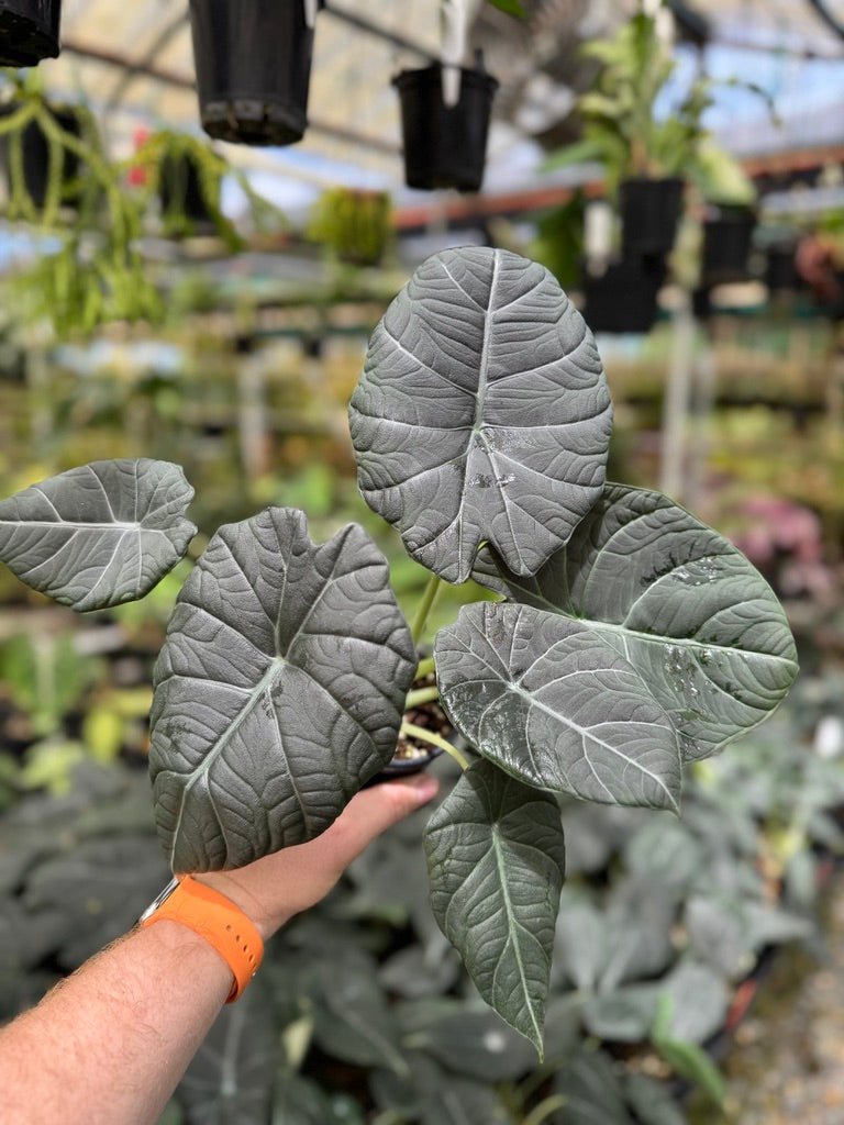Alocasia Maharani | Uprooted