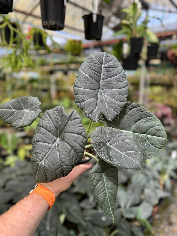 Alocasia Maharani | Uprooted