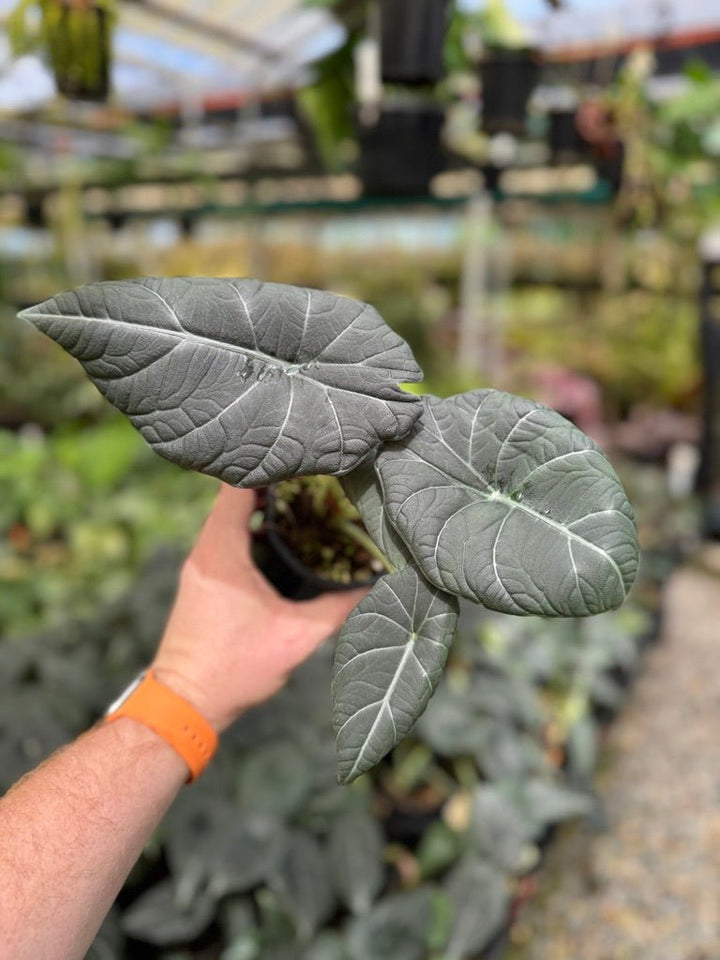 Alocasia Maharani | Uprooted