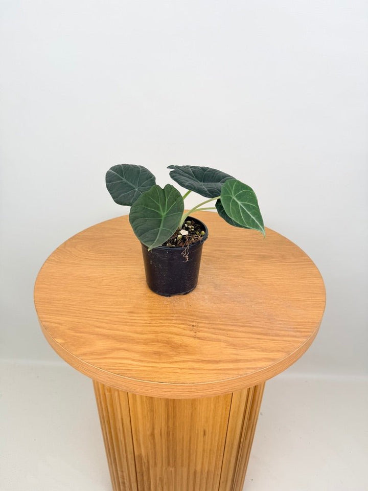 Alocasia Maharani | Uprooted