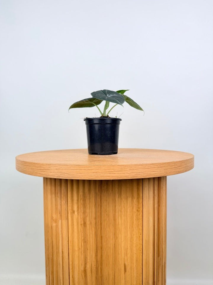 Alocasia Maharani | Uprooted