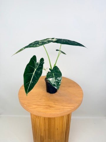 Alocasia Micholitziana - Frydek Variegated - 100mm Pot | Uprooted