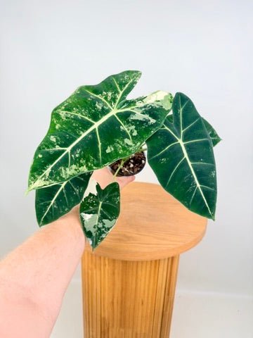 Alocasia Micholitziana - Frydek Variegated - 100mm Pot | Uprooted
