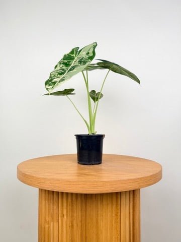 Alocasia Micholitziana - Frydek Variegated - 100mm Pot | Uprooted