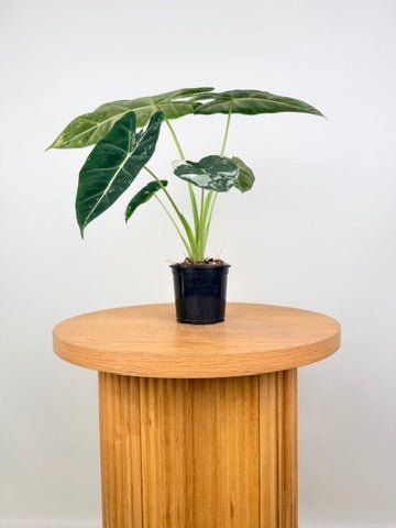 Alocasia Micholitziana - Frydek Variegated - 100mm Pot | Uprooted