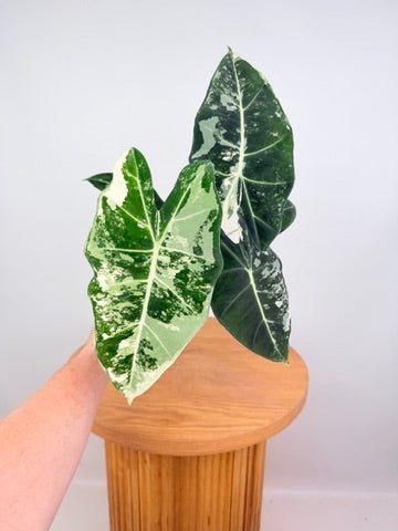 Alocasia Micholitziana - Frydek Variegated - 100mm Pot | Uprooted