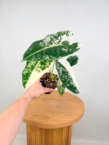 Alocasia Micholitziana - Frydek Variegated - 100mm Pot | Uprooted