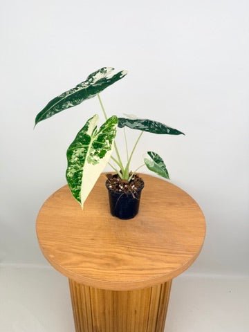 Alocasia Micholitziana - Frydek Variegated - 100mm Pot | Uprooted