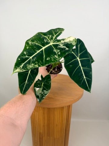 Alocasia Micholitziana - Frydek Variegated - 100mm Pot | Uprooted