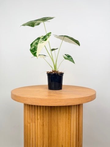 Alocasia Micholitziana - Frydek Variegated - 100mm Pot | Uprooted