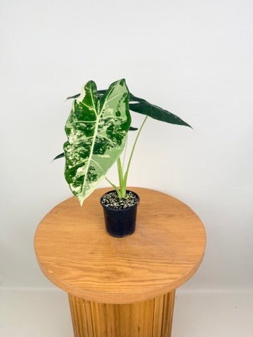 Alocasia Micholitziana - Frydek Variegated - 100mm Pot | Uprooted