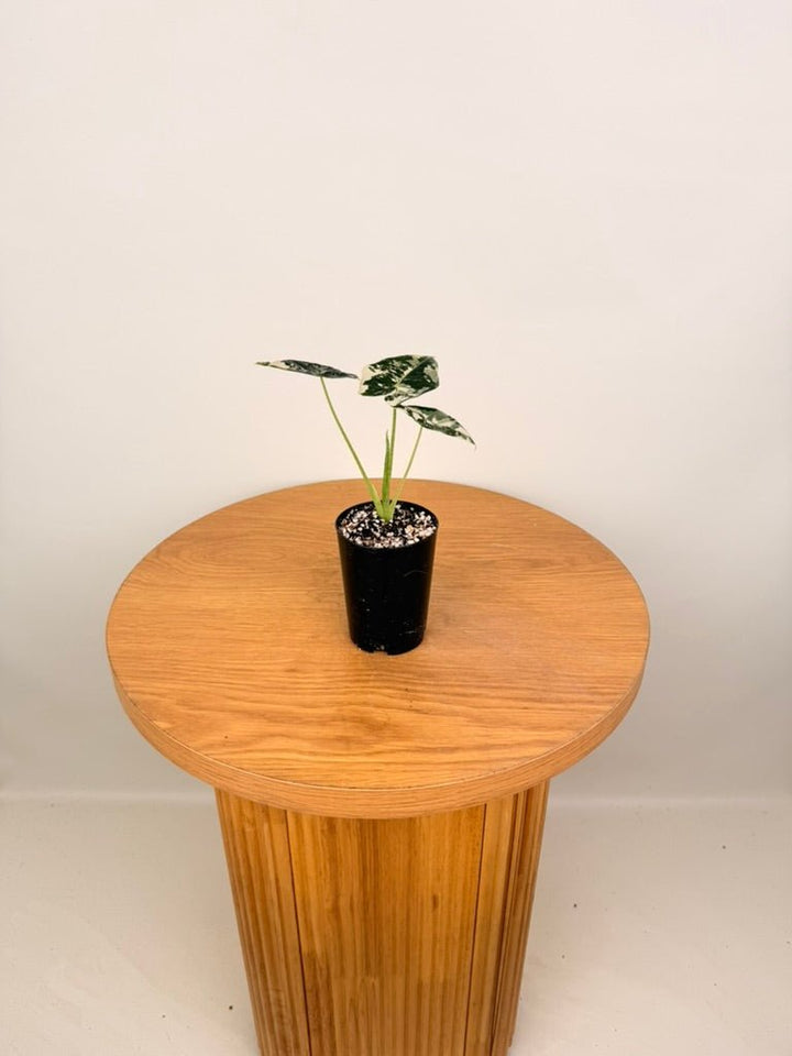 Alocasia Micholitziana - Frydek Variegated | Uprooted