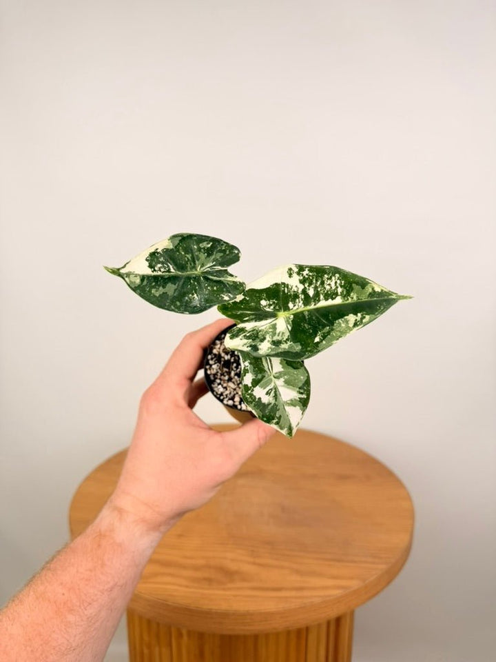 Alocasia Micholitziana - Frydek Variegated | Uprooted