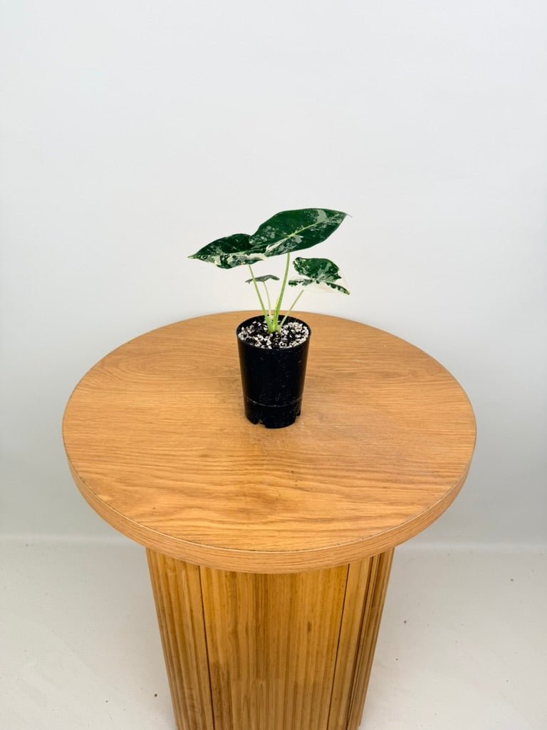 Alocasia Micholitziana - Frydek Variegated | Uprooted