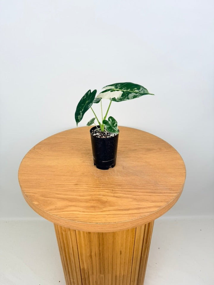 Alocasia Micholitziana - Frydek Variegated | Uprooted