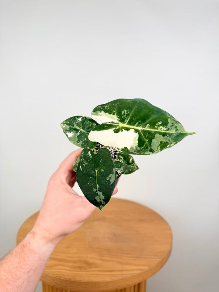 Alocasia Micholitziana - Frydek Variegated | Uprooted