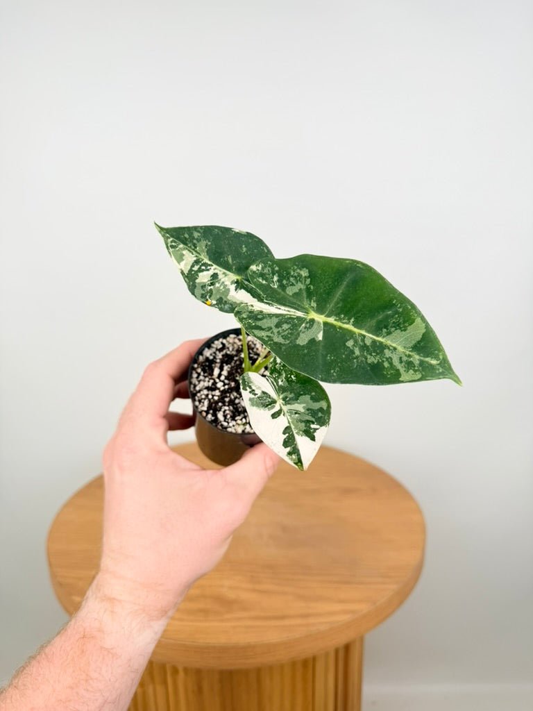 Alocasia Micholitziana - Frydek Variegated | Uprooted