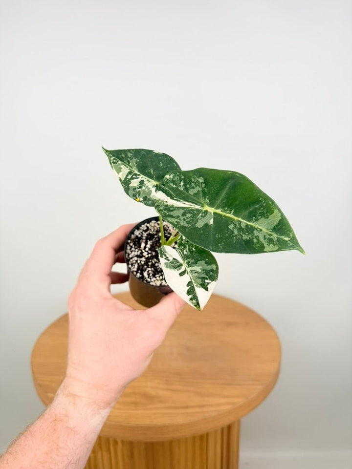 Alocasia Micholitziana - Frydek Variegated | Uprooted