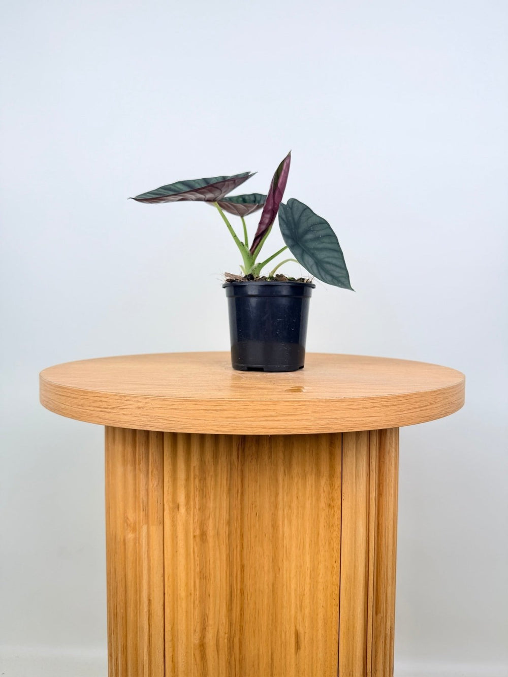 Alocasia Nebula Imperialis | Uprooted
