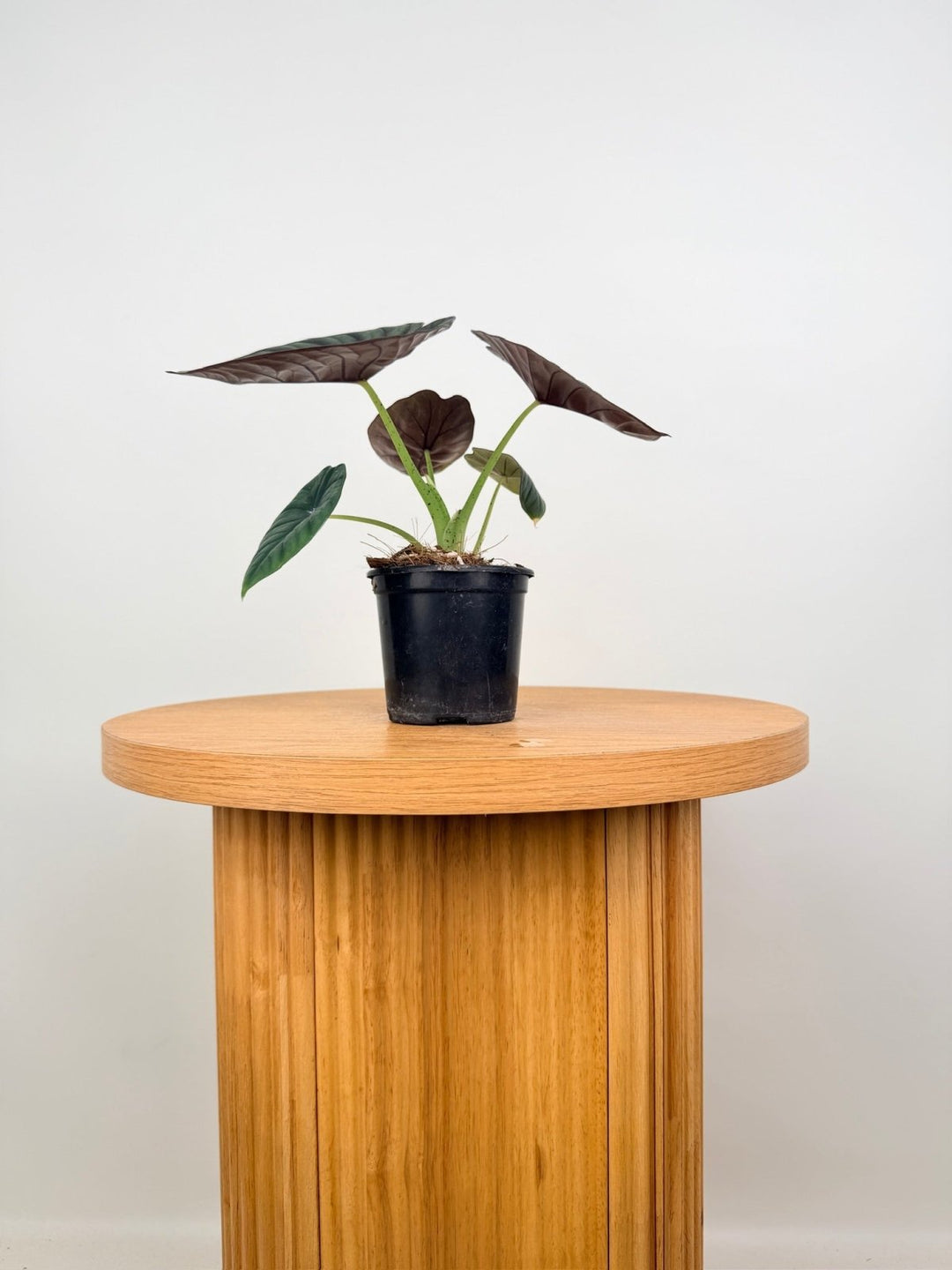 Alocasia Nebula Imperialis | Uprooted