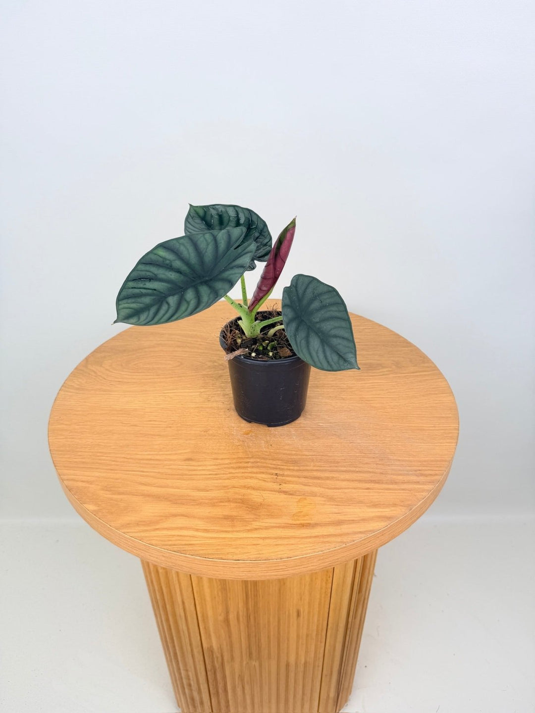 Alocasia Nebula Imperialis | Uprooted