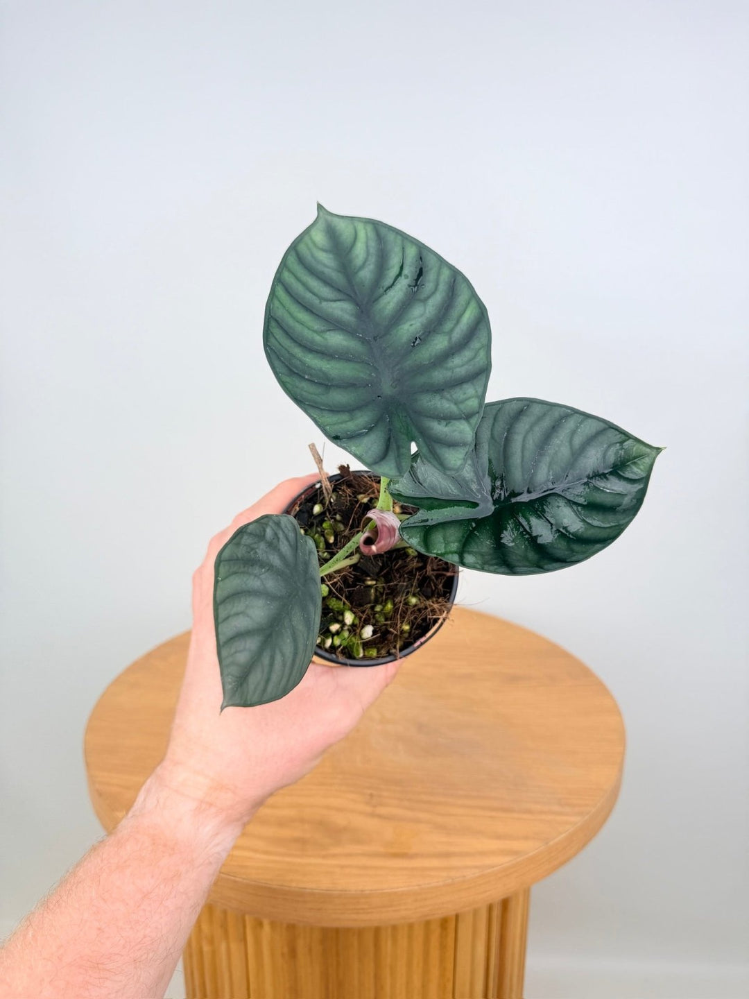 Alocasia Nebula Imperialis | Uprooted