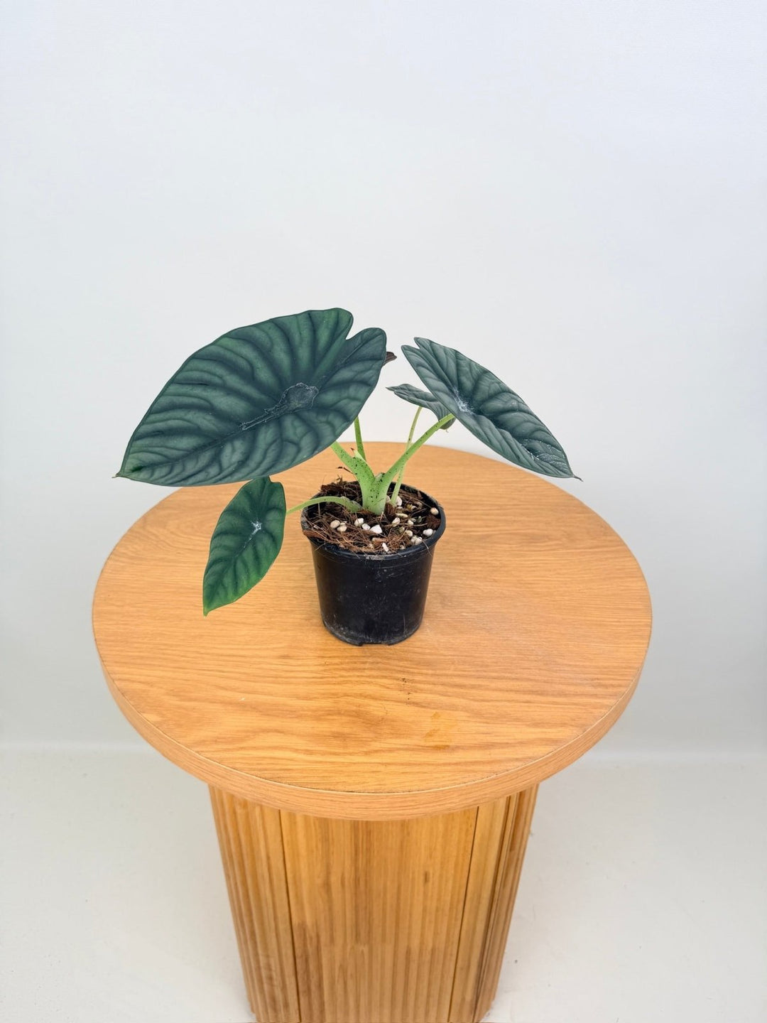 Alocasia Nebula Imperialis | Uprooted