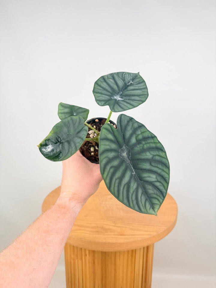 Alocasia Nebula Imperialis | Uprooted