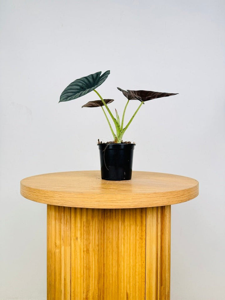 Alocasia Nebula | Uprooted