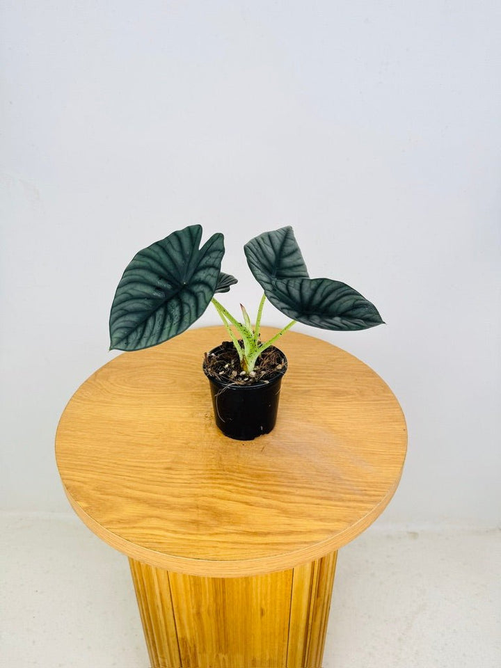 Alocasia Nebula | Uprooted