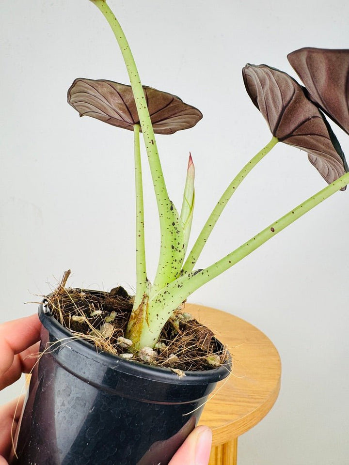 Alocasia Nebula | Uprooted