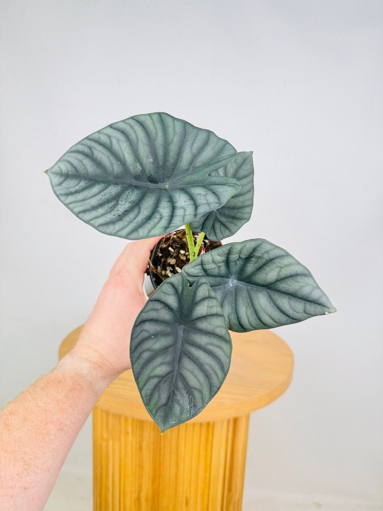 Alocasia Nebula | Uprooted