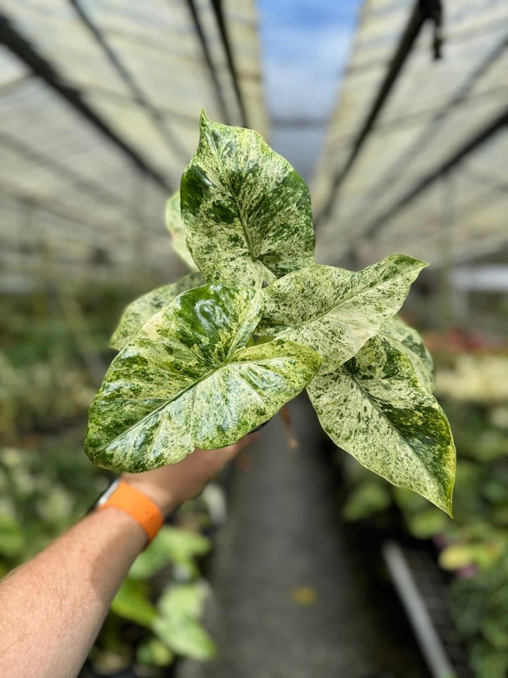 Alocasia Odora - Batik | Uprooted