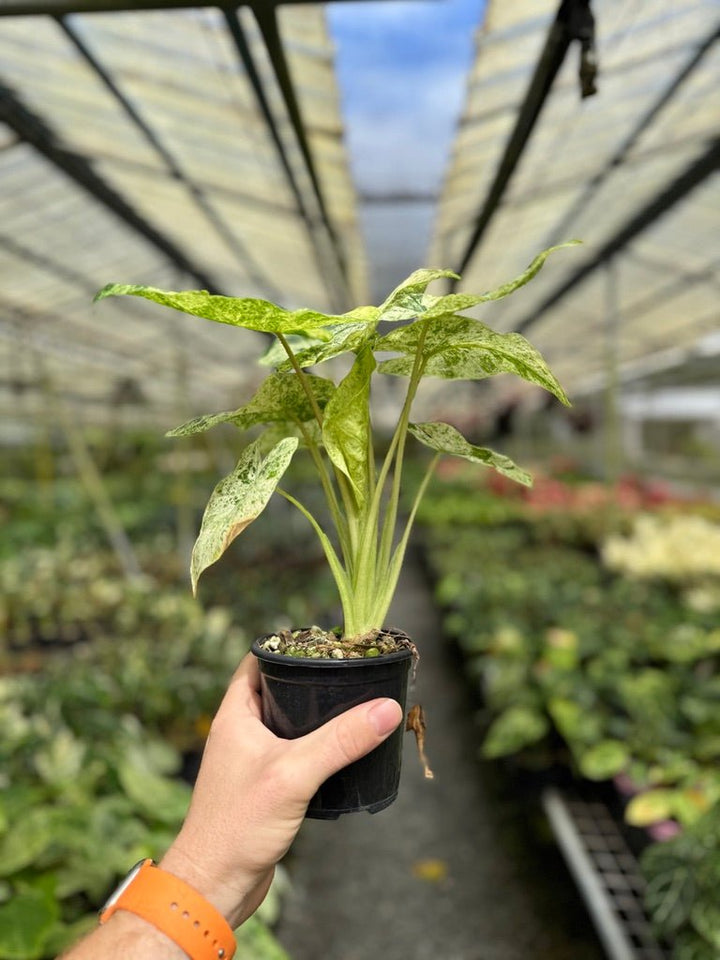 Alocasia Odora - Batik | Uprooted
