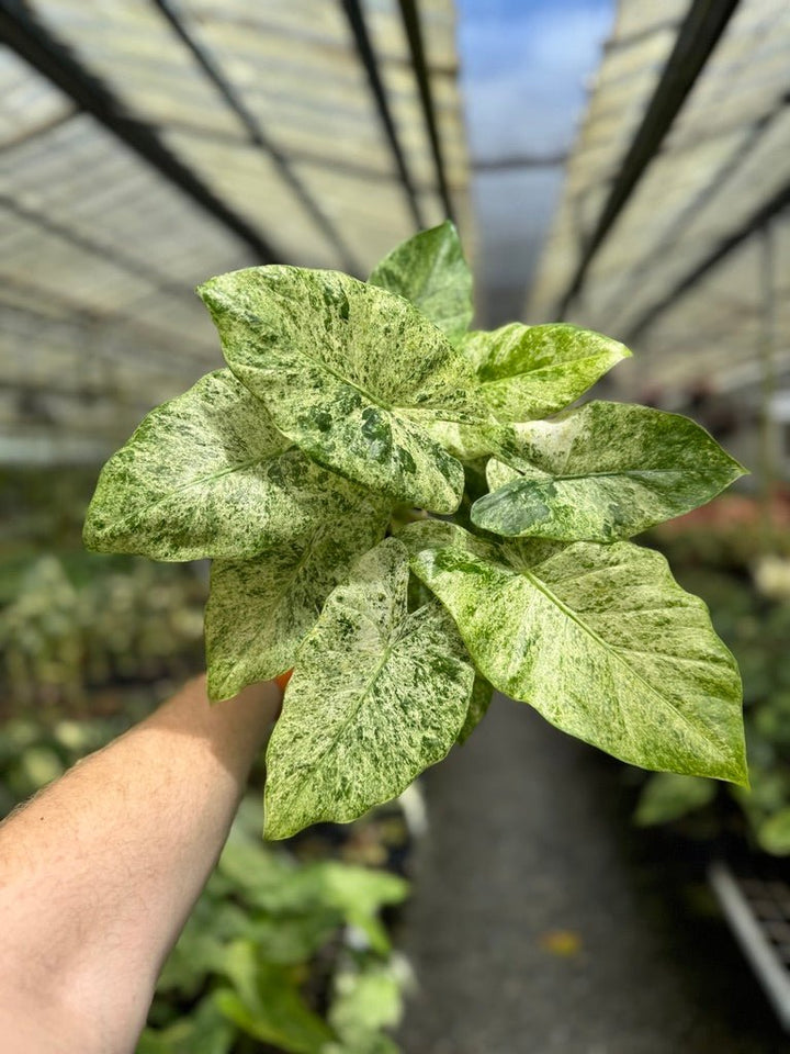 Alocasia Odora - Batik | Uprooted