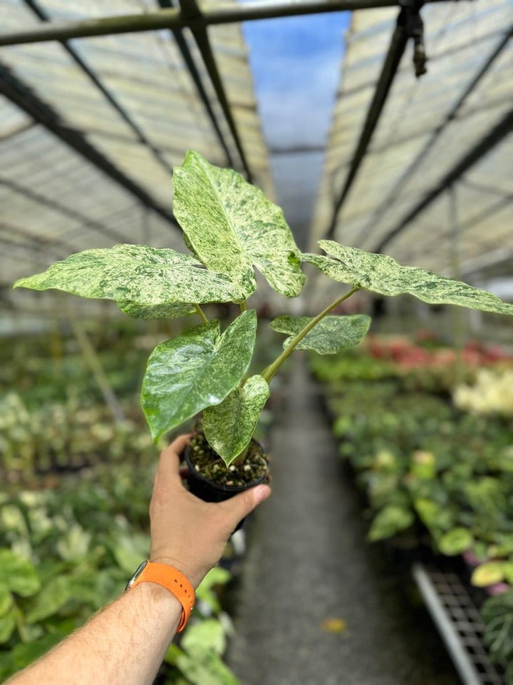 Alocasia Odora - Batik | Uprooted