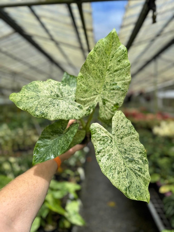 Alocasia Odora - Batik | Uprooted